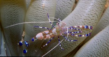 Spotted cleaner shrimp taken in Bonaire w/NikV & 1:1 macro. by Beverly Speed 